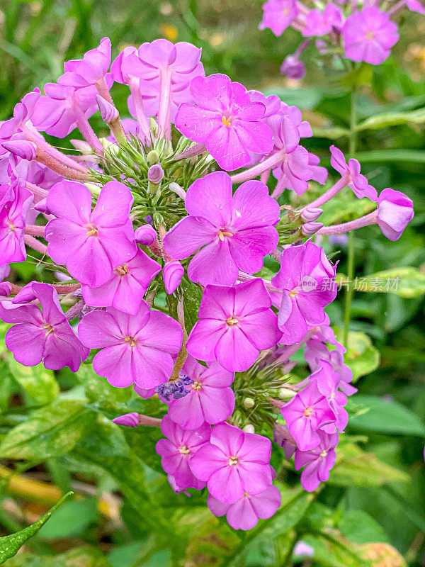 花、树等。