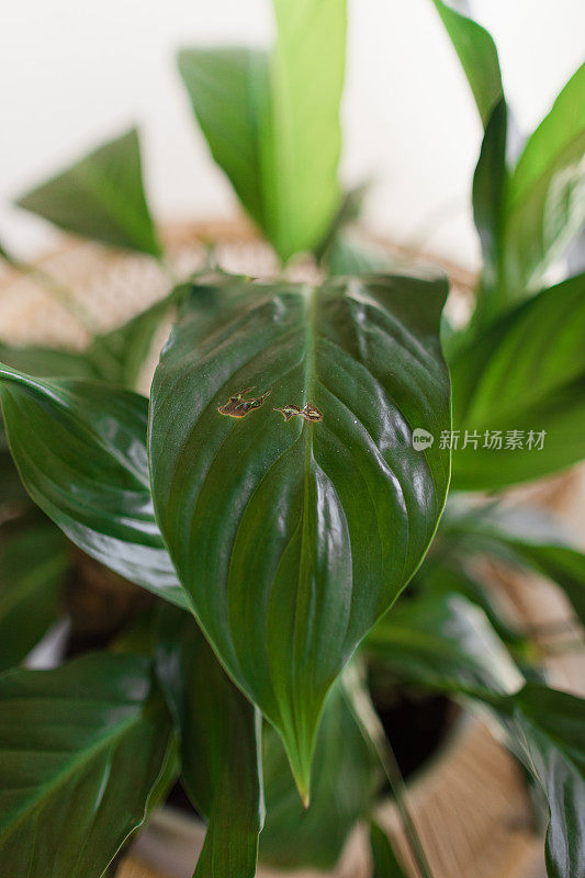 和平百合植物“spathphyllum”植物在复古藤制孔雀椅上，一个美丽茂盛的热带空气净化室内植物在南佛罗里达2023年冬天