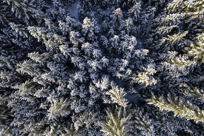 从上往下看广阔的雪林