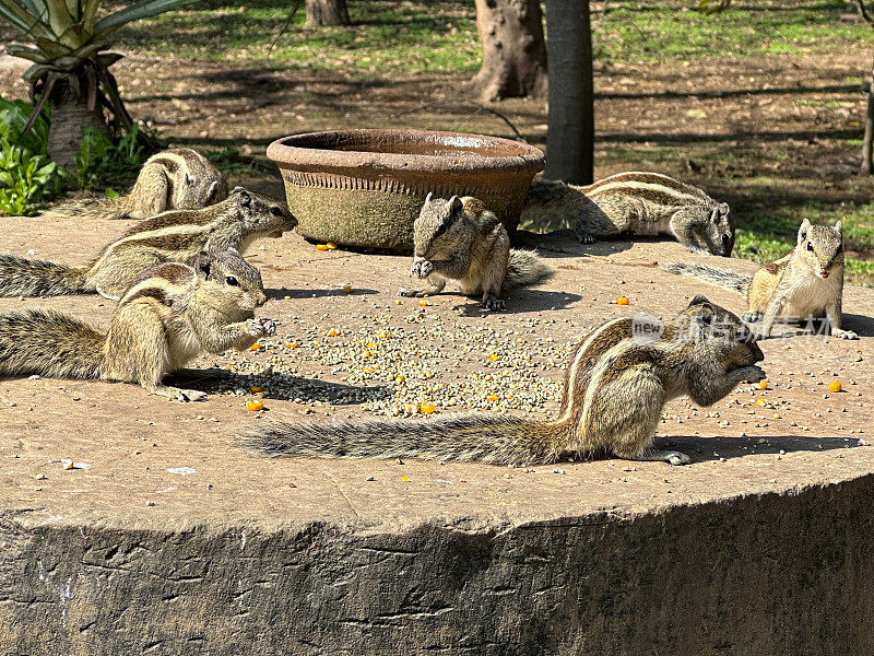 一群印度棕榈松鼠在公园里用树干桩做的喂食站上吃甜玉米粒和种子的特写图像，食物碗，啮齿动物滋扰，重点在前景