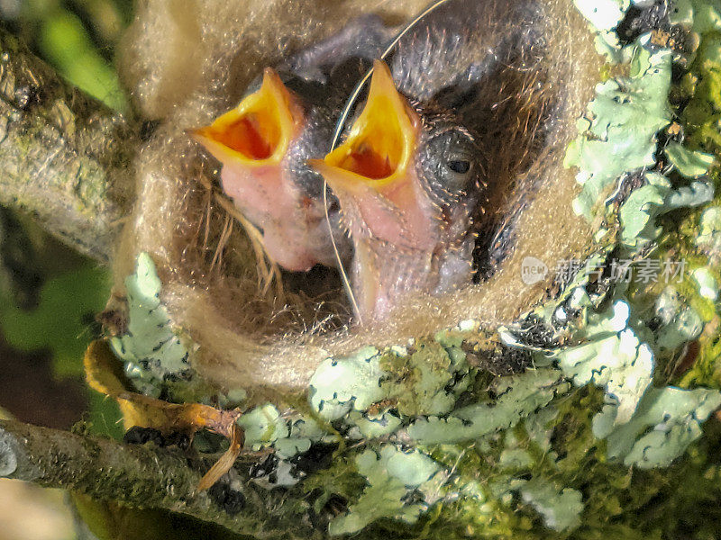 哥斯达黎加，红尾蜂鸟雏鸟在巢中