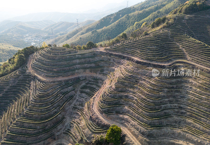 山麓的茶园