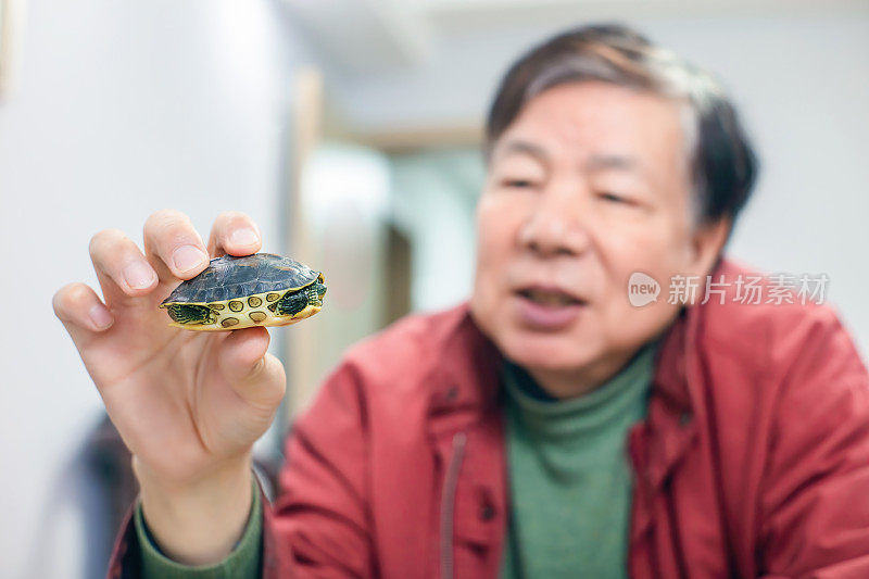 爷爷坐在客厅里，高兴地看着他手里的宠物乌龟