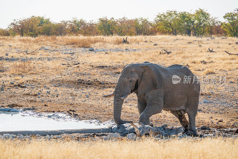 在纳米比亚库内内地区埃托沙国家公园的Olifantsbad水坑的非洲大象