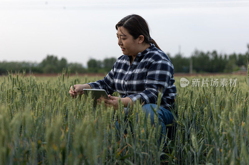 一位女农民手里拿着一块碑，站在一片广阔的绿色麦田里