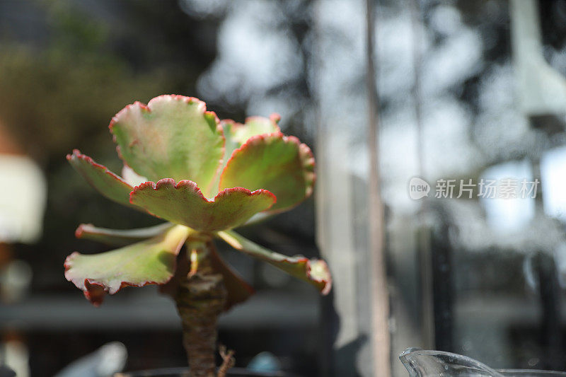 各种盆栽植物