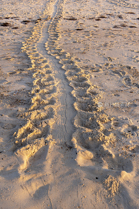 红海龟在浅色沙滩上行走，前景是海浪