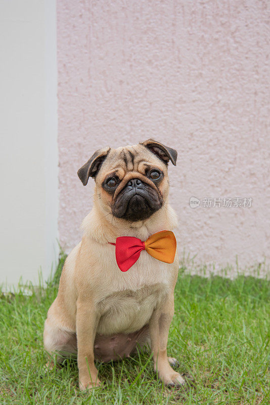 巴哥狗戴着红色和橙色的领带