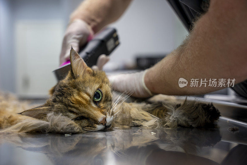 那只昏迷不醒的猫正在兽医那里被剃毛。