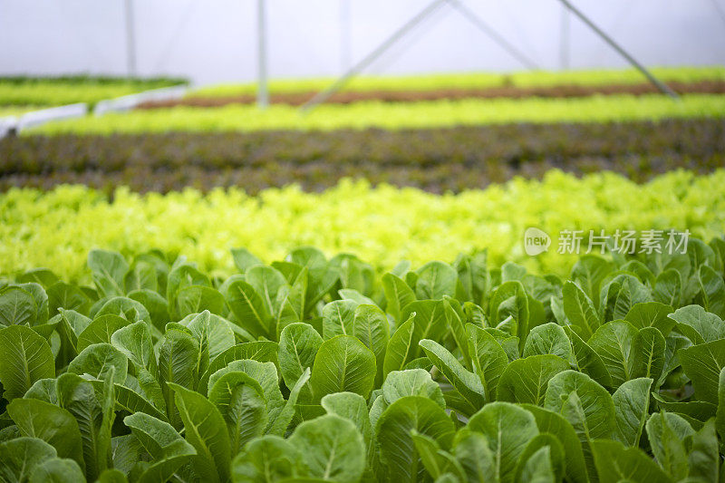 水培农场植物蔬菜。