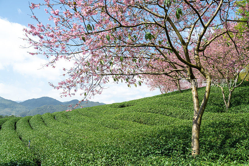 美丽的樱花有机茶园