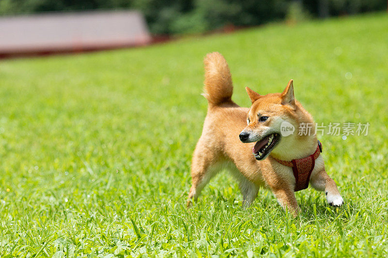 一只柴犬在狗狗公园里自由奔跑和玩耍
