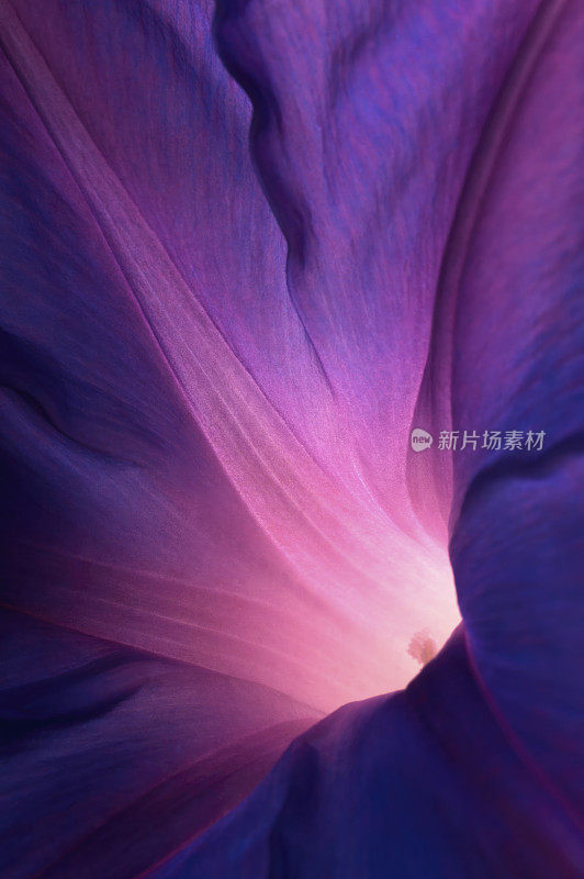 紫牵牛花