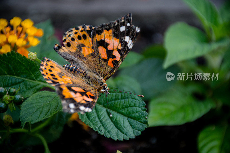 特写优雅:画蝴蝶夫人在郁郁葱葱的花园