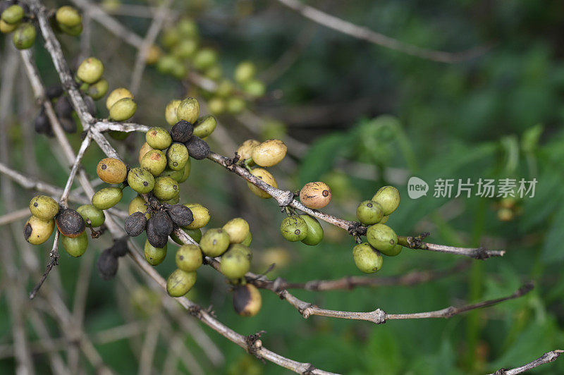 咖啡植物的病虫害