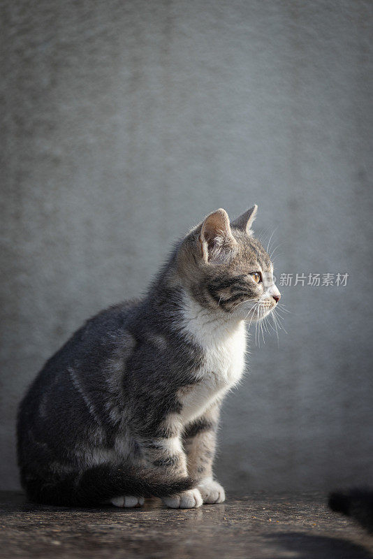 斑纹流浪猫。