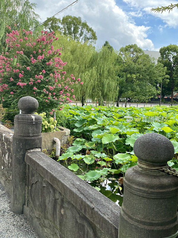 日本-东京-上野公园-新风野债券