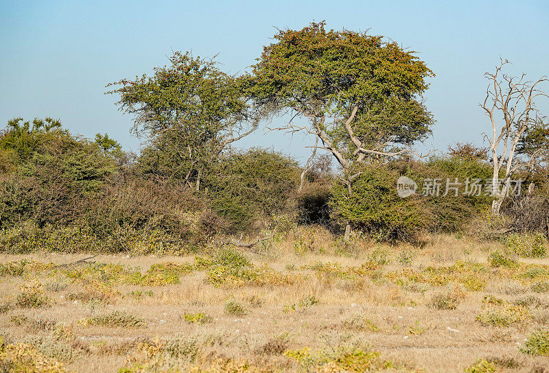 纳米比亚库内地区埃托沙国家公园的萨凡纳