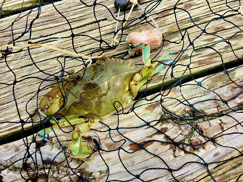 在切萨皮克湾被网捕获的马里兰蓝蟹