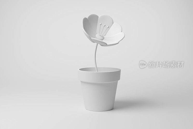 白色的花和花盆在白色的背景在单色和极简主义。说明园艺的概念