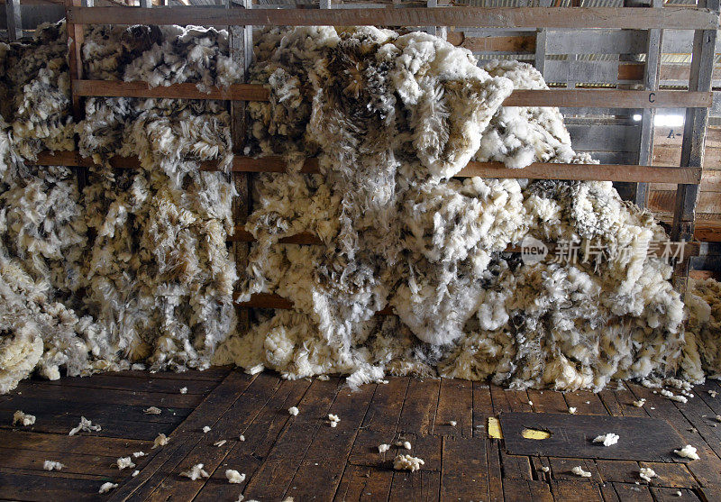 福克兰群岛，剪羊毛后的羊毛堆