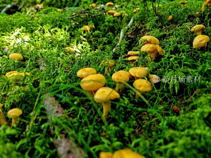 鸡油菌mushroms