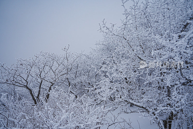 山上的硬霜(雪晶)