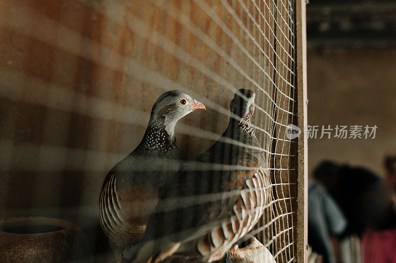 关在笼子里的鹧鸪