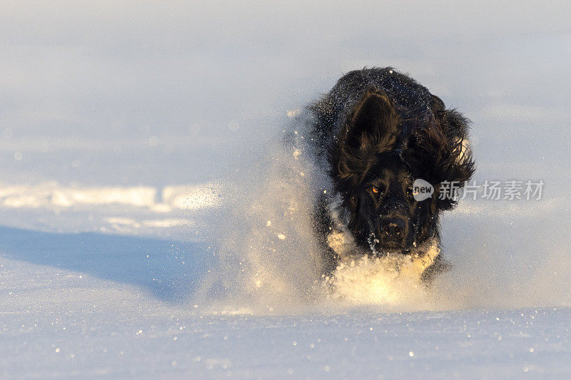 大型Münsterländer猎犬喜欢在雪地里奔跑