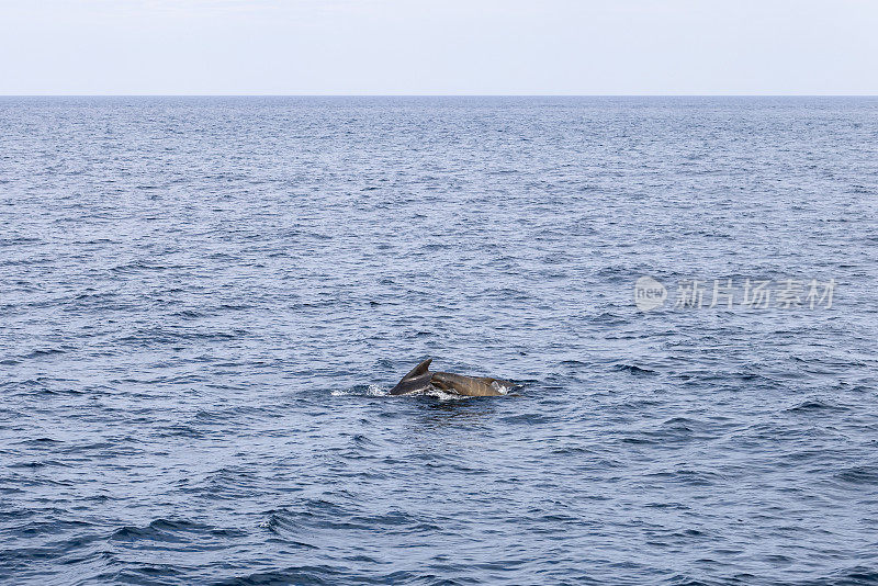 一只母领航鲸和她的幼鲸从安第斯海岸经过，轻轻地打破了挪威海的平静