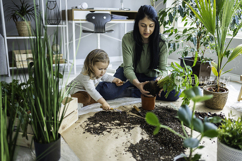 家庭园艺。妈妈和孩子重新盆栽室内植物。