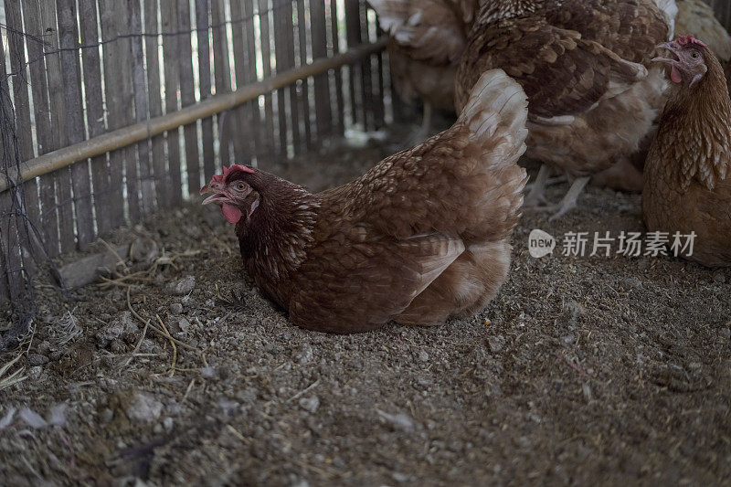 鸡坐着孵蛋