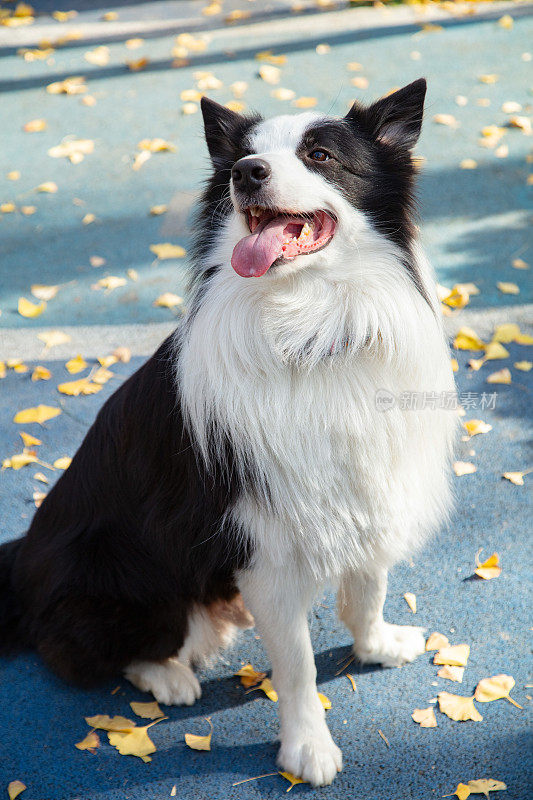 边境牧羊犬坐在蓝色背景前