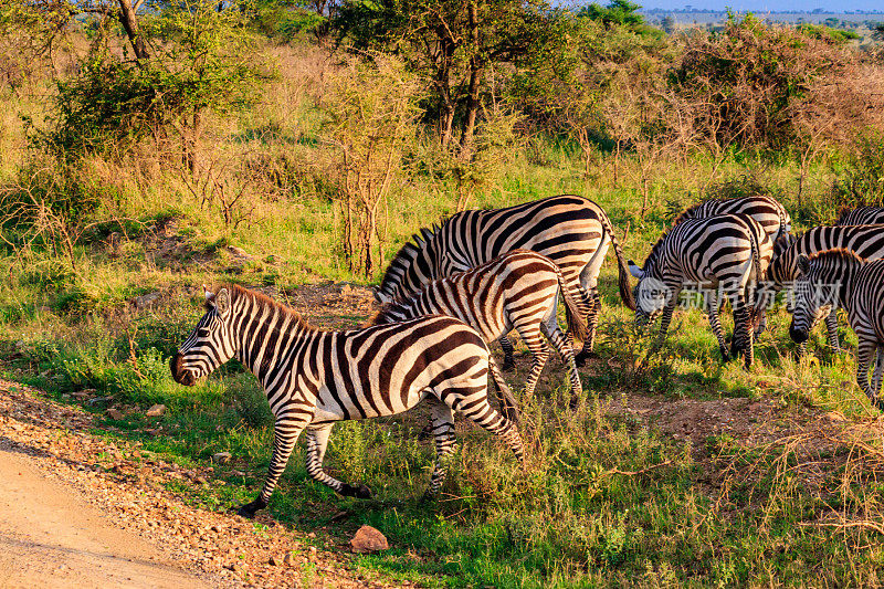 坦桑尼亚塞伦盖蒂国家公园大草原上的一群斑马。非洲野生动物