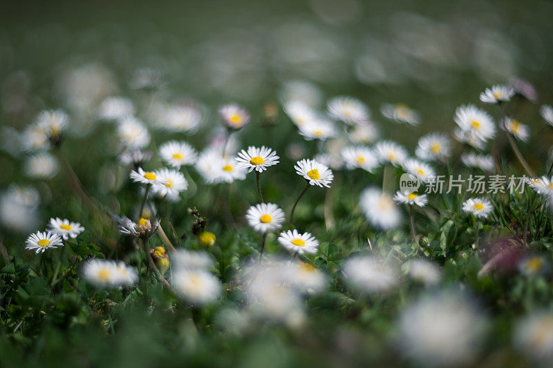 草地上的雏菊。模糊效果与浅景深，复古镜头渲染