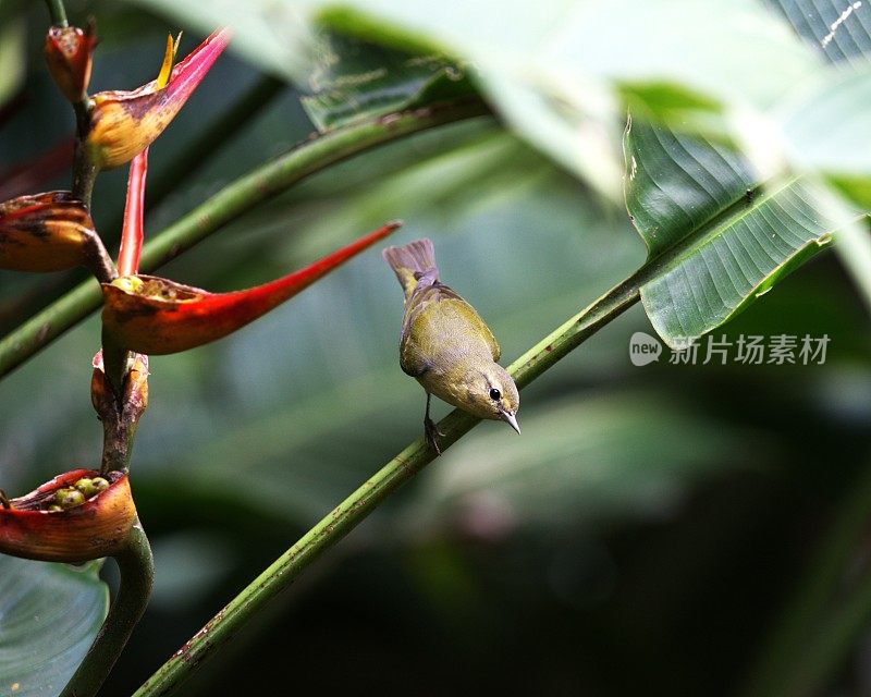 田纳西林莺在植物茎上