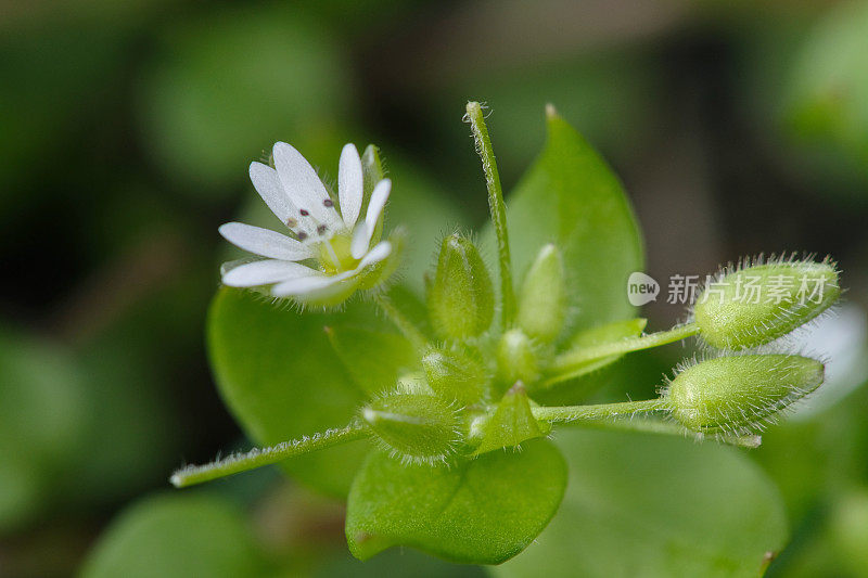 自然背景上的毛蕊花