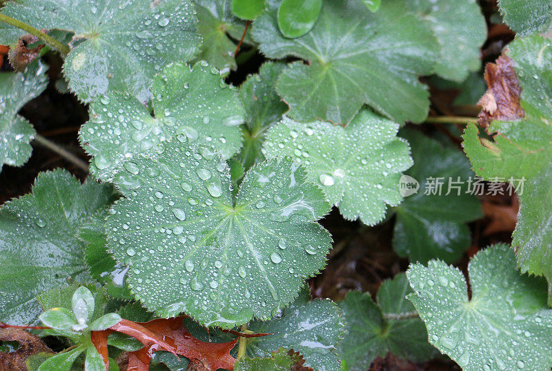 “夫人的斗篷”在雨后离开