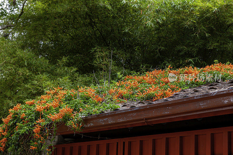 赤陶瓦片上开着橙色花的爬山虎;背景是一丛长满叶子的竹子。