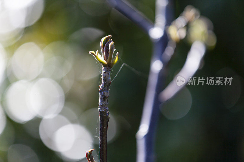 西班牙加利西亚的核桃树在春天落叶