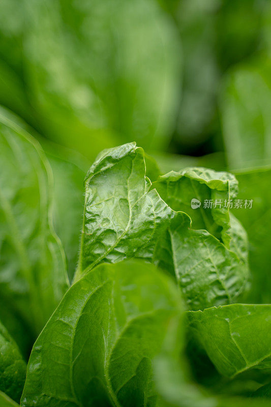 近距离观看自家种植的绿色生菜叶子从蔬菜园