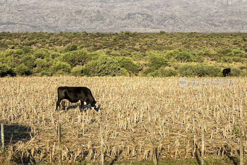 在潮湿的草原上，吃着玉米茬的牛。阿根廷。