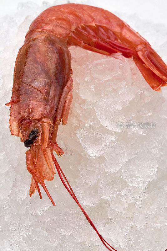 冷冻虾壳放在冰上的微距拍摄，复制空间