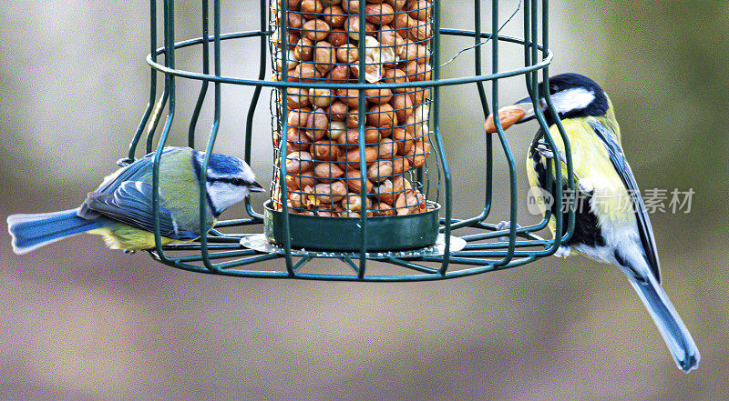 2019年大山雀和蓝山雀在喂鸟器上。