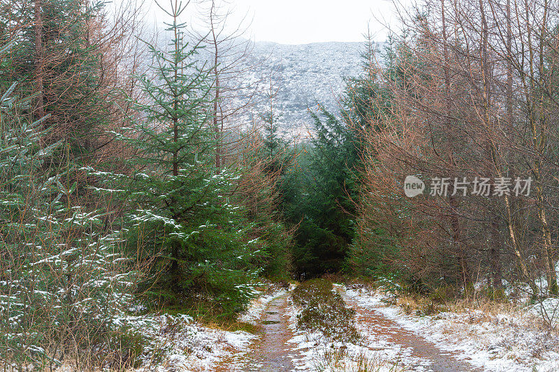 苏格兰森林里一场降雪后的土路