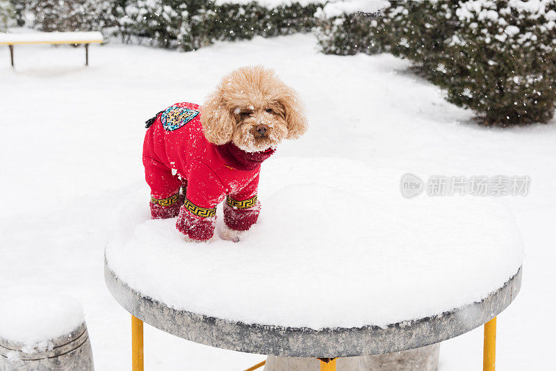 雪天里，泰迪狗穿着中国的衣服和鞋子在雪地里玩耍