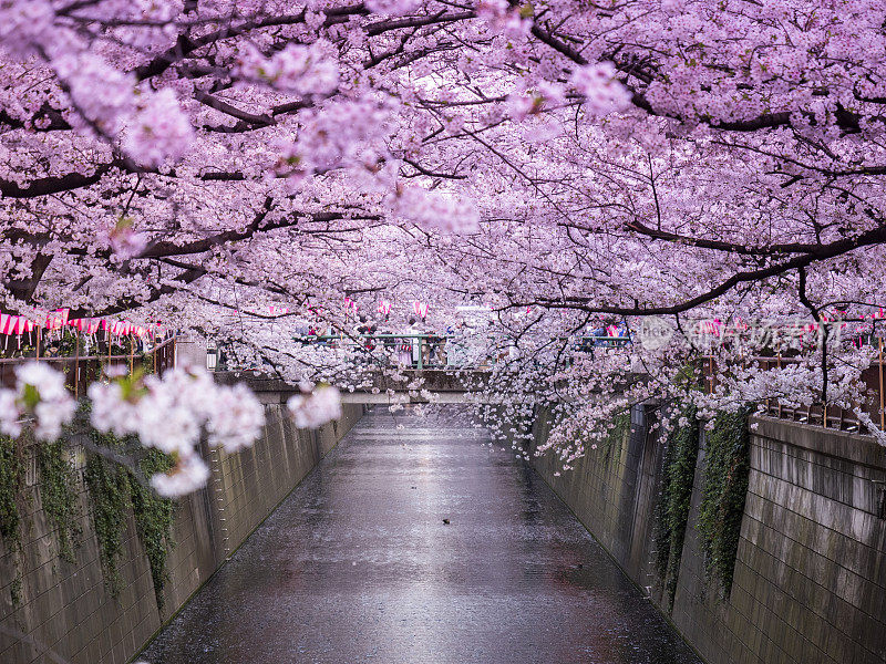 日本东京目黑河上的樱花