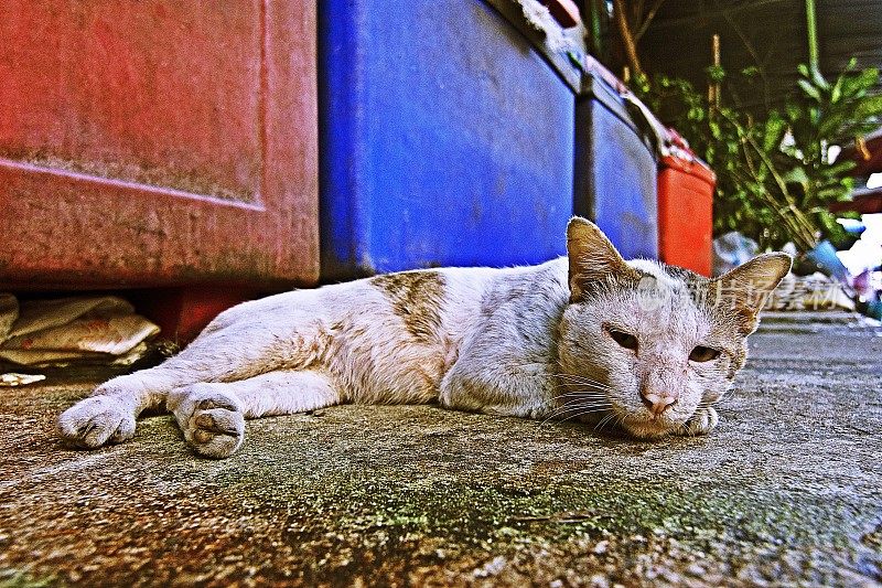 流浪猫躺在地板上。