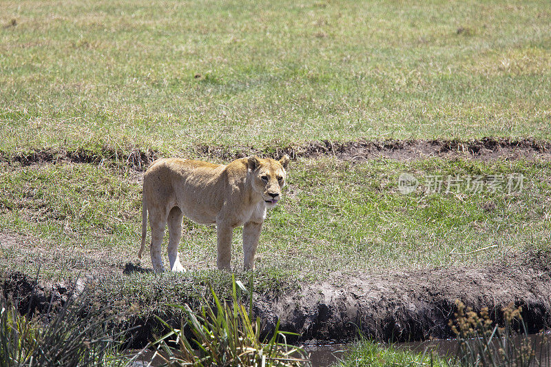 在恩戈罗戈罗寻找猎物的母狮