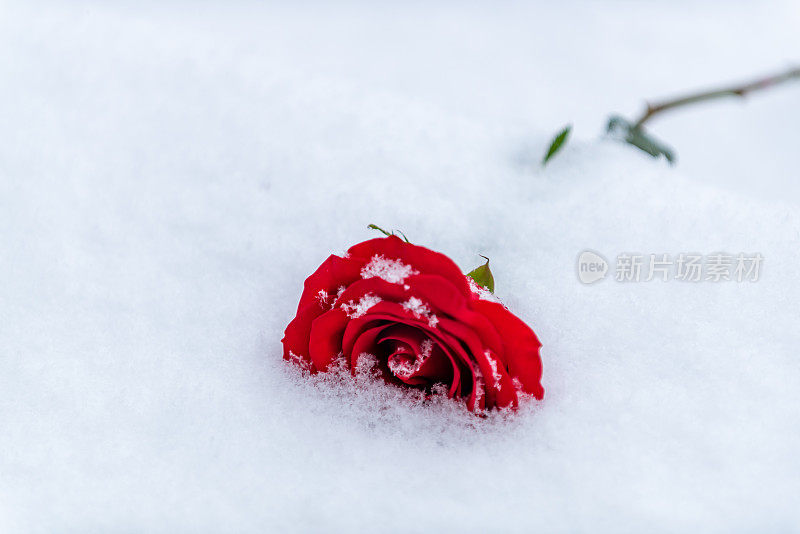 红玫瑰躺在雪中